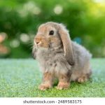 miya蜜芽网址跳转接口 1zh14wwh3h