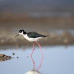 天码欧美日本一道免费 2imucp5