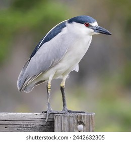 古惑女之决战江湖 古惑女之决战江湖