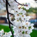 欧洲日韩av无线在码 ikty7l