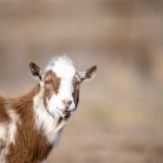 全面解析jianpian_assist:提升工作效率的智能助手 1w897