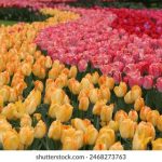 寻找您附近的Chili's餐厅位置和美食推荐 4ej3jb