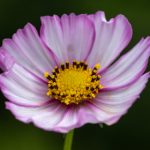 免费漫画的软件推荐:畅享海量漫画资源的最佳选择 57ymop