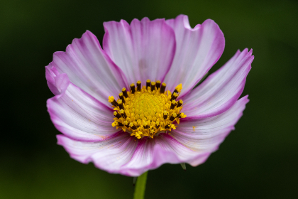 免费漫画的软件推荐:畅享海量漫画资源的最佳选择 免费漫画的软件推荐:畅享海量漫画资源的最佳选择