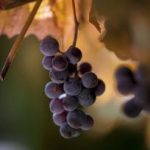 免费漫画官网 漫画:畅享海量免费漫画资源,尽在官网平台! by0tucr