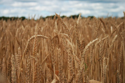 御宅屋新:探索宅文化与现代生活的完美结合 御宅屋新:探索宅文化与现代生活的完美结合