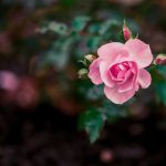 恰恰电影在线观看:畅享精彩剧情与动人音乐 m3lmr1ptvk