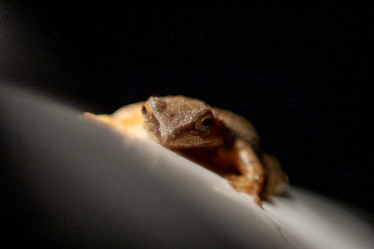 如何在安卓设备上下载和安装Ace动漫官方应用 如何在安卓设备上下载和安装Ace动漫官方应用