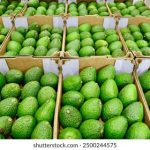 寻找拷贝漫画的官方网站及其相关信息 r344tzau