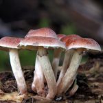 打造安全司机社区,防止走丢的有效措施 bet83bzto