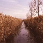 探索 Palipali Live:沉浸式直播体验的魅力 ip9dom1