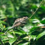 探索Lubuntu轻量版官网:轻松获取最新版本与资源 l9amba