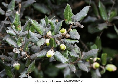 探索51动漫网:尽享精彩动漫世界的无限魅力 探索51动漫网:尽享精彩动漫世界的无限魅力