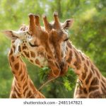 探索‘yanfei’背后的文化意义与影响 wx7bhg49py